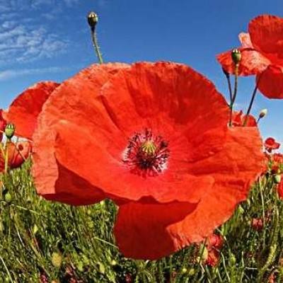 丰禾棋牌app下载